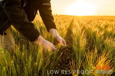 October 2019 / ROSEWORTHY_SA_191018-0155