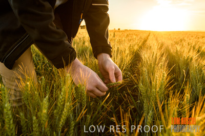 October 2019 / ROSEWORTHY_SA_191018-0156