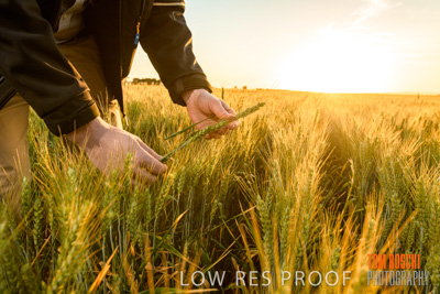 October 2019 / ROSEWORTHY_SA_191018-0161