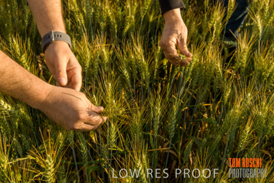 October 2019 / ROSEWORTHY_SA_191018-0337