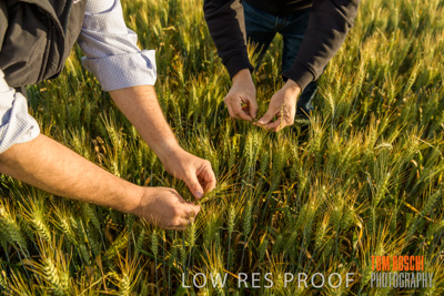 October 2019 / ROSEWORTHY_SA_191018-0339