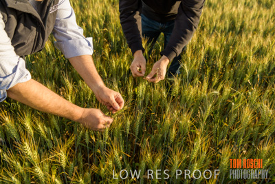 October 2019 / ROSEWORTHY_SA_191018-0340