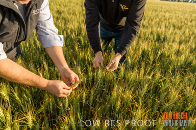 October 2019 / ROSEWORTHY_SA_191018-0342