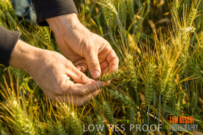 October 2019 / ROSEWORTHY_SA_191018-0347