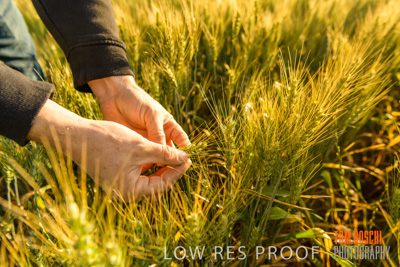 October 2019 / ROSEWORTHY_SA_191018-0353