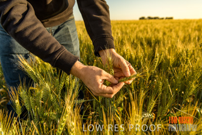 October 2019 / ROSEWORTHY_SA_191018-0360