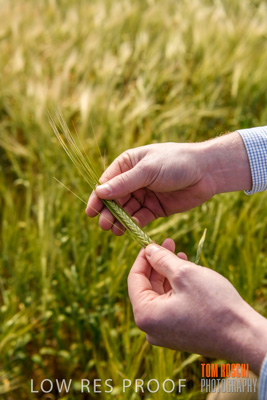 October 2019 / ROSEWORTHY_SA_191018-1003