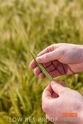 October 2019 / ROSEWORTHY_SA_191018-1004