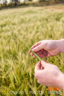 October 2019 / ROSEWORTHY_SA_191018-1006