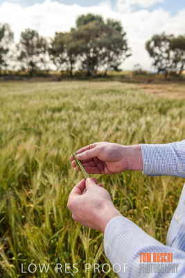 October 2019 / ROSEWORTHY_SA_191018-1008