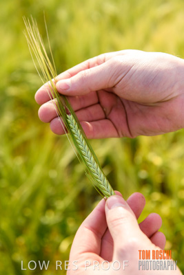 October 2019 / ROSEWORTHY_SA_191018-1020