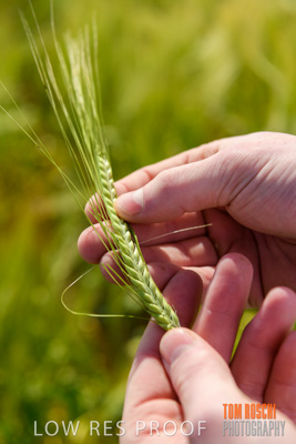 October 2019 / ROSEWORTHY_SA_191018-1026