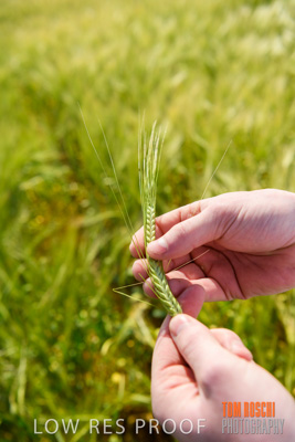 October 2019 / ROSEWORTHY_SA_191018-1029