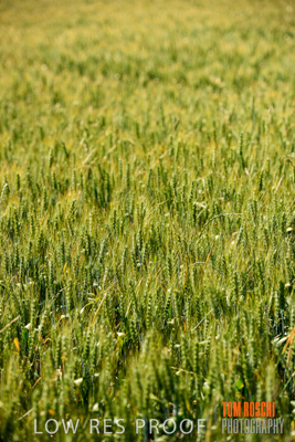 October 2019 / ROSEWORTHY_SA_191018-1041