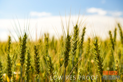 October 2019 / ROSEWORTHY_SA_191018-1043