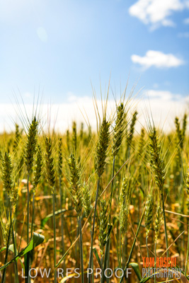 October 2019 / ROSEWORTHY_SA_191018-1047