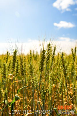 October 2019 / ROSEWORTHY_SA_191018-1048