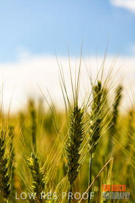 October 2019 / ROSEWORTHY_SA_191018-1052