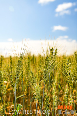 October 2019 / ROSEWORTHY_SA_191018-1054