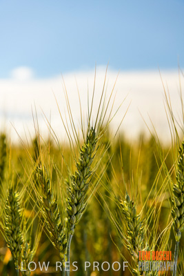 October 2019 / ROSEWORTHY_SA_191018-1060