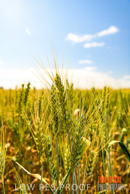 October 2019 / ROSEWORTHY_SA_191018-1064