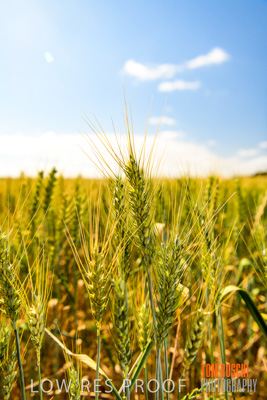 October 2019 / ROSEWORTHY_SA_191018-1065