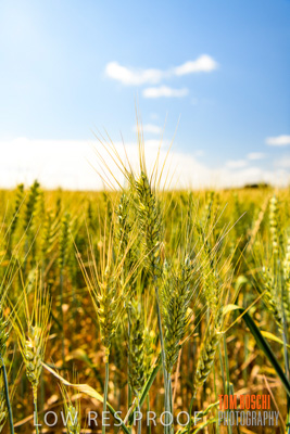 October 2019 / ROSEWORTHY_SA_191018-1066