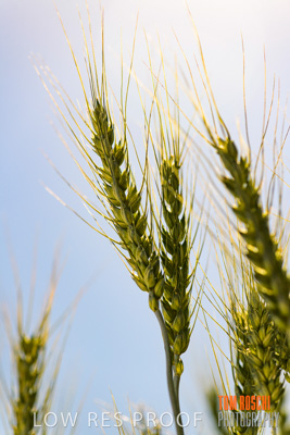 October 2019 / ROSEWORTHY_SA_191018-1069