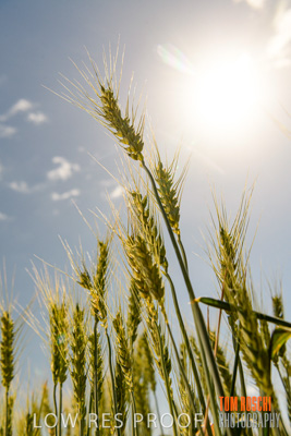 October 2019 / ROSEWORTHY_SA_191018-1081