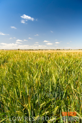 October 2019 / ROSEWORTHY_SA_191018-1112