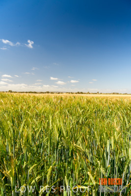 October 2019 / ROSEWORTHY_SA_191018-1115
