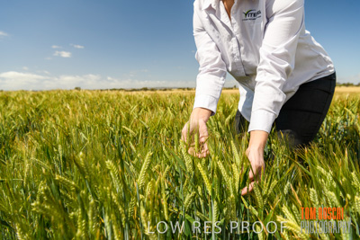 October 2019 / ROSEWORTHY_SA_191018-1133