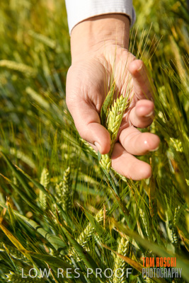 October 2019 / ROSEWORTHY_SA_191018-1145