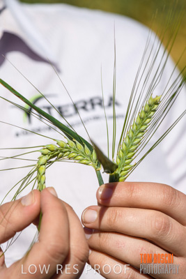 October 2019 / ROSEWORTHY_SA_191018-1151