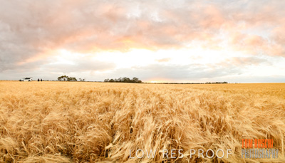 November 2019 / VITERRA-7982-Pano