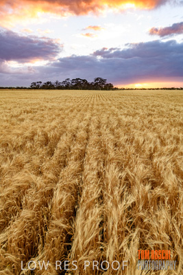 November 2019 / VITERRA_191112-7976