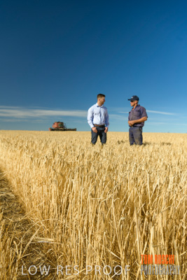 December 2019 / BARLEY_HARVEST_GERANIUM_191210_025