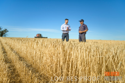 December 2019 / BARLEY_HARVEST_GERANIUM_191210_028
