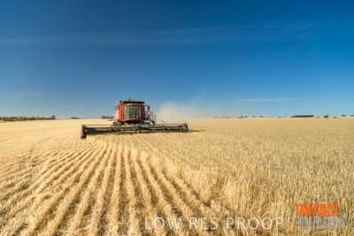 December 2019 / BARLEY_HARVEST_GERANIUM_191210_059