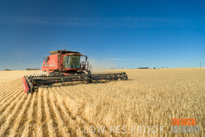 December 2019 / BARLEY_HARVEST_GERANIUM_191210_061