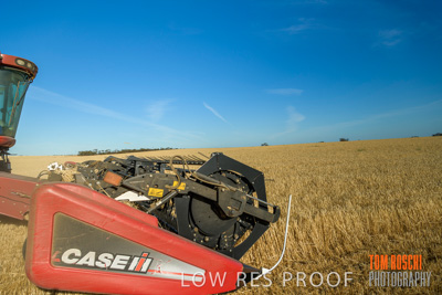 December 2019 / BARLEY_HARVEST_GERANIUM_191210_064