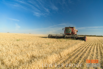 December 2019 / BARLEY_HARVEST_GERANIUM_191210_066