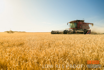 December 2019 / BARLEY_HARVEST_GERANIUM_191210_085