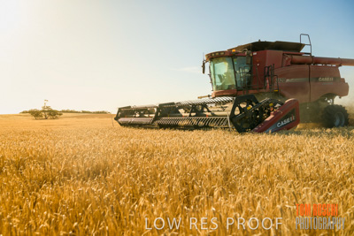 December 2019 / BARLEY_HARVEST_GERANIUM_191210_087