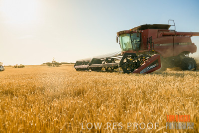 December 2019 / BARLEY_HARVEST_GERANIUM_191210_088