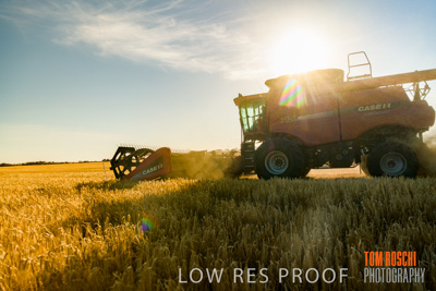 December 2019 / BARLEY_HARVEST_GERANIUM_191210_093
