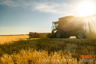 December 2019 / BARLEY_HARVEST_GERANIUM_191210_094