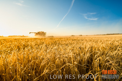 December 2019 / BARLEY_HARVEST_GERANIUM_191210_100