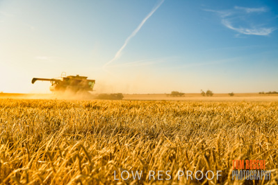December 2019 / BARLEY_HARVEST_GERANIUM_191210_101