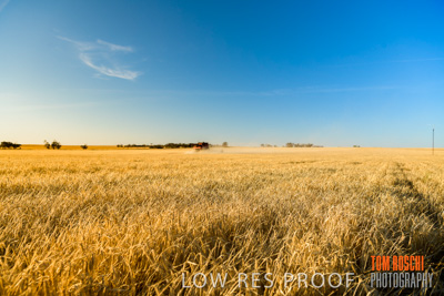 December 2019 / BARLEY_HARVEST_GERANIUM_191210_104